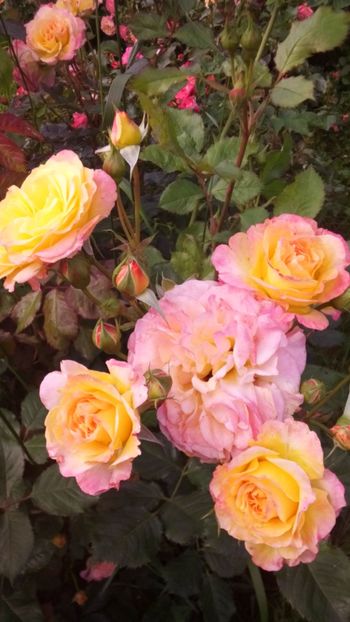 Gartenspass - Trandafiri 2019