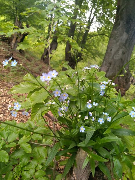  - tot cu dulce si flori