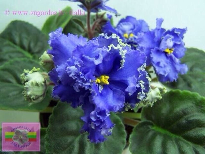 RS Poseidon - AA Violete in colecție poze net