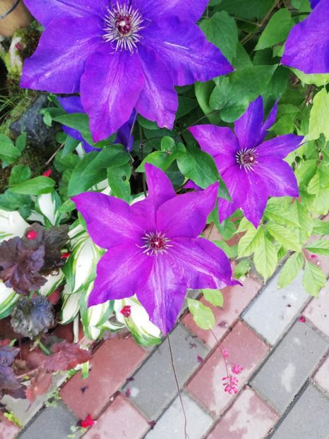  - Clematis