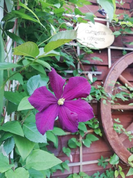  - Clematis