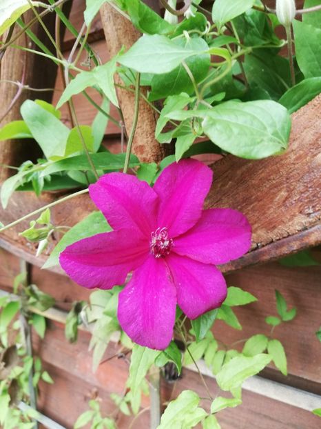  - Clematis