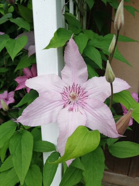  - Clematis