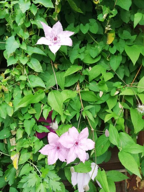  - Clematis