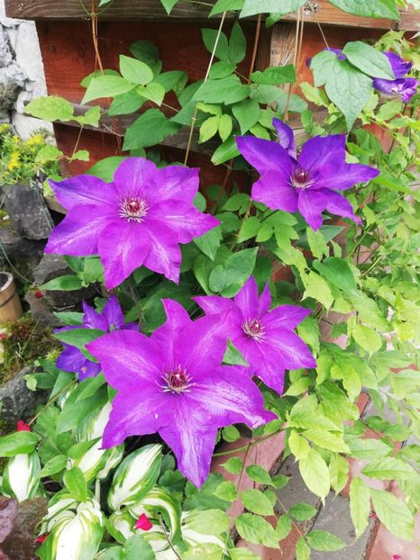  - Clematis