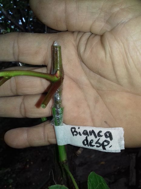 Bianca despicatura - altoiri 2019