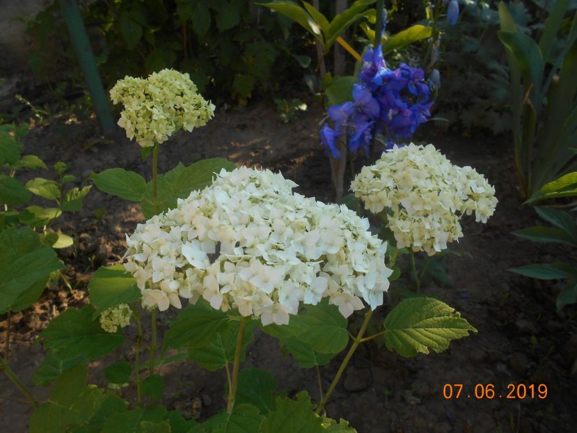  - 2Azalee-rhododendroni-hortensii-hoste 2019