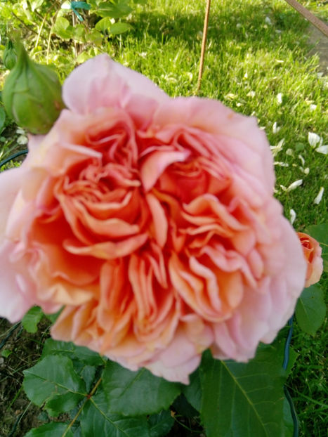  - Gradina iunie 2019