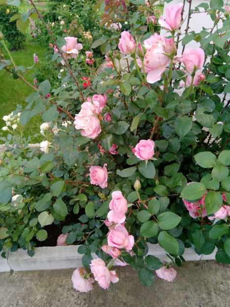  - Gradina iunie 2019