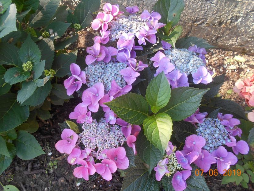  - 2Azalee-rhododendroni-hortensii-hoste 2019