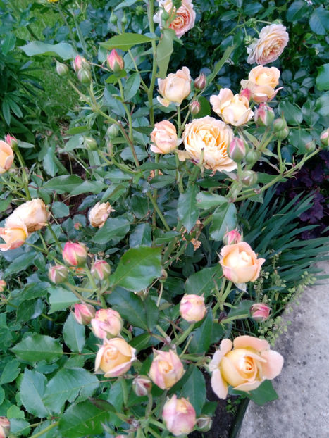  - Gradina iunie 2019