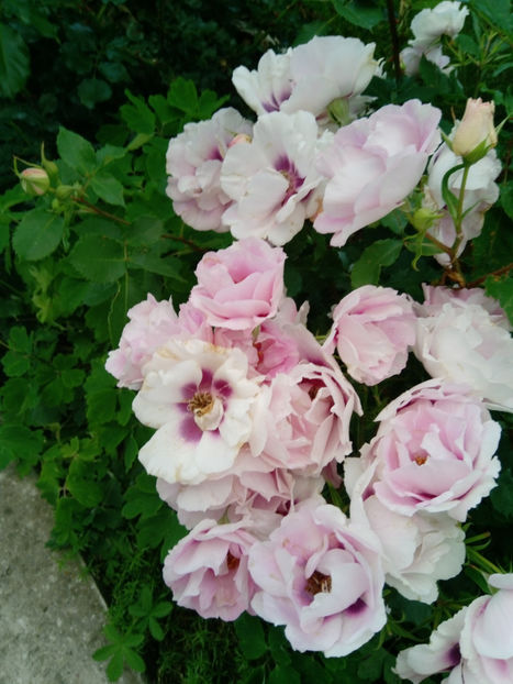  - Gradina iunie 2019