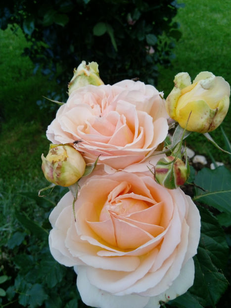  - Gradina iunie 2019