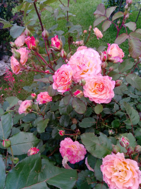  - Gradina iunie 2019