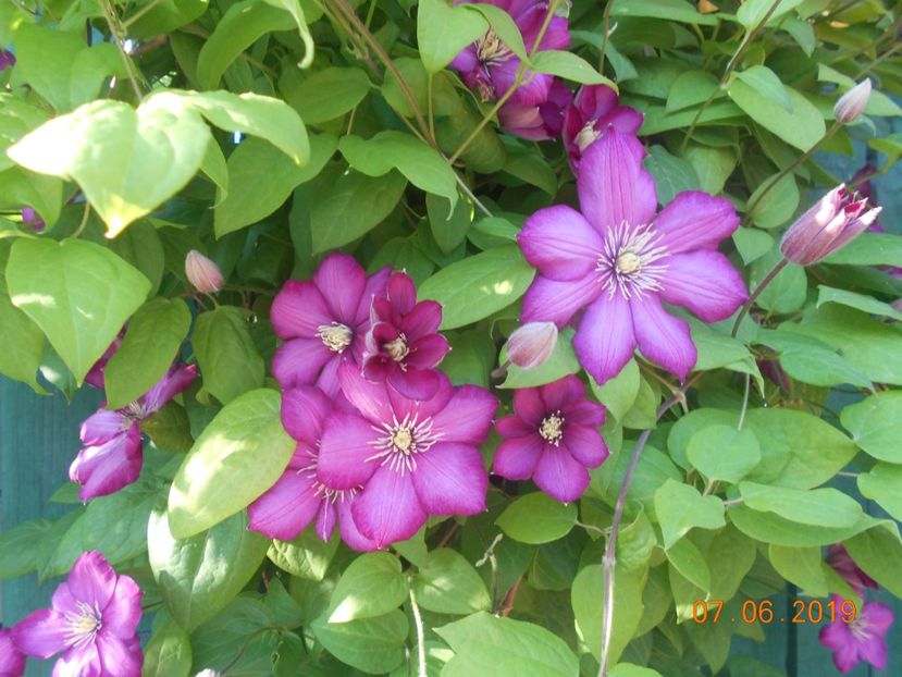  - 2Clematite 2019