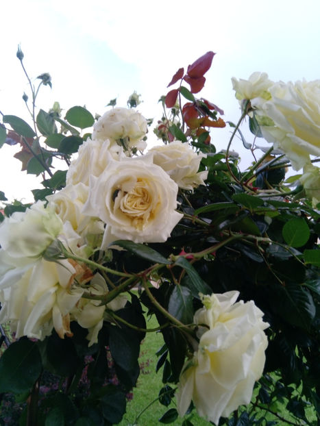  - Gradina iunie 2019