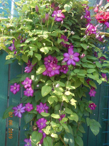  - 2Clematite 2019