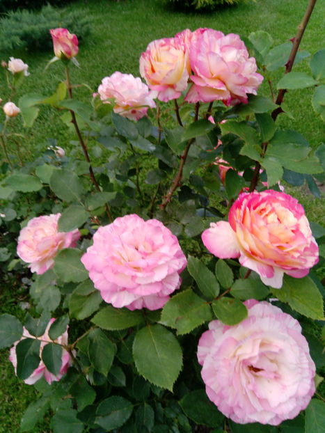  - Gradina iunie 2019