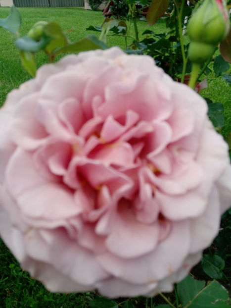  - Gradina iunie 2019