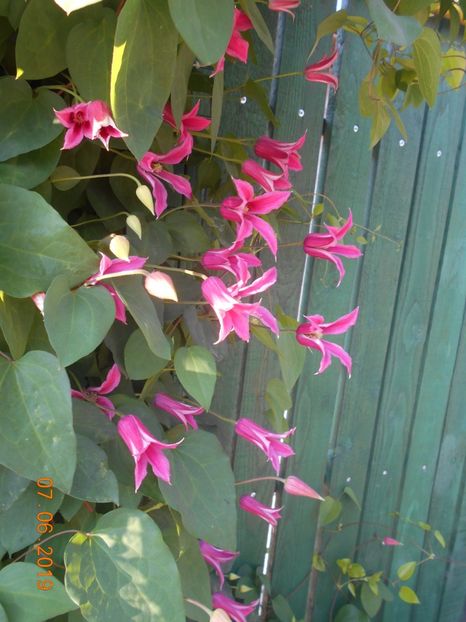  - 2Clematite 2019