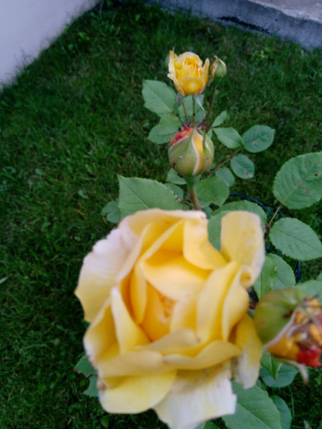  - Gradina iunie 2019