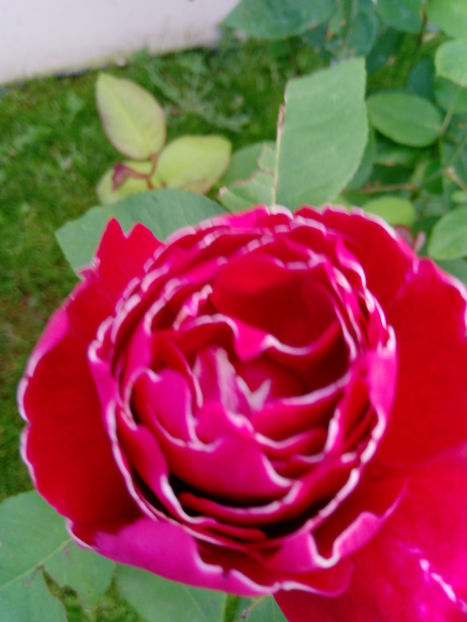  - Gradina iunie 2019