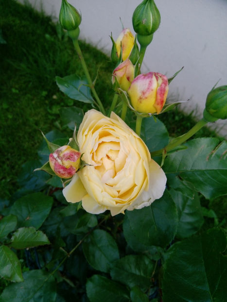  - Gradina iunie 2019