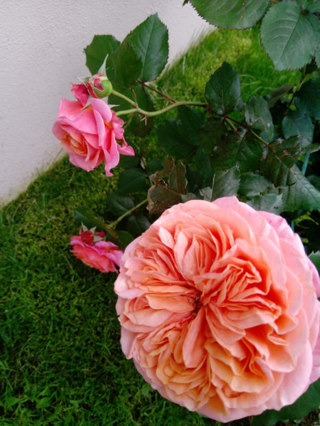  - Gradina iunie 2019