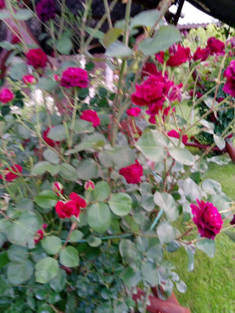  - Gradina iunie 2019