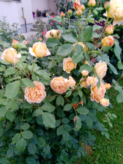  - Gradina iunie 2019