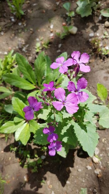 IMG-20190607-WA0023 - Din gradina