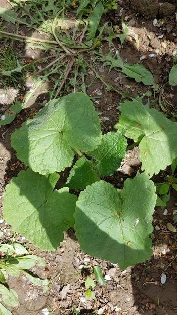 IMG-20190607-WA0020 - Din gradina