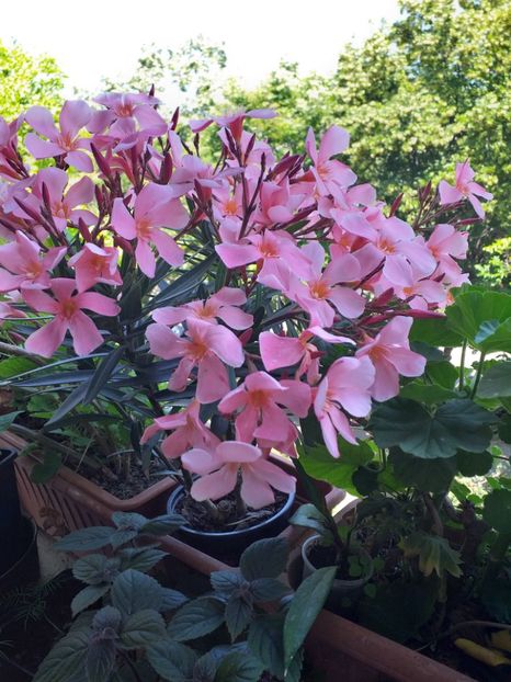 leandru somon-25lei - Varietati de leandru