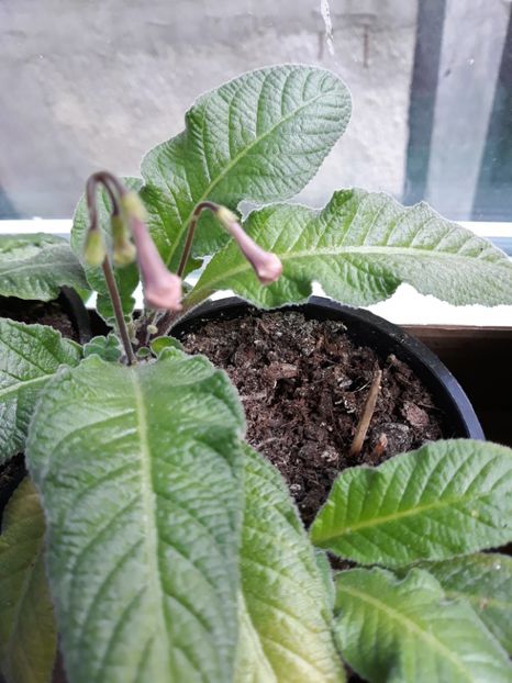  - STREPTOCARPUS