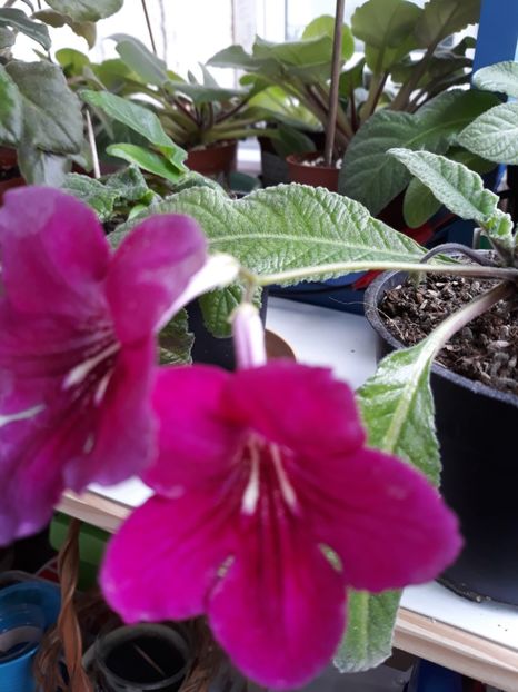  - STREPTOCARPUS