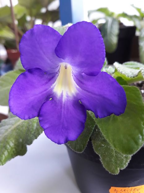  - STREPTOCARPUS