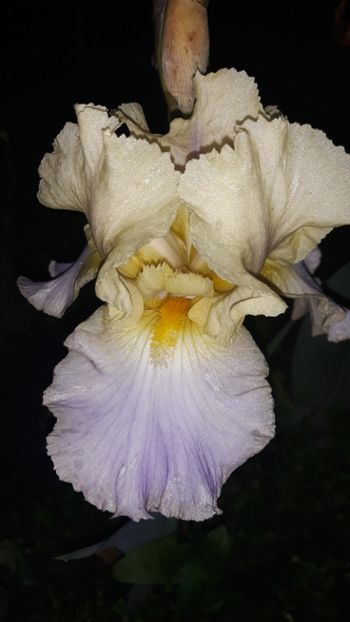  - Iris