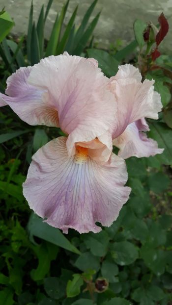  - Iris