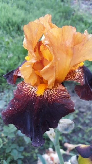  - Iris