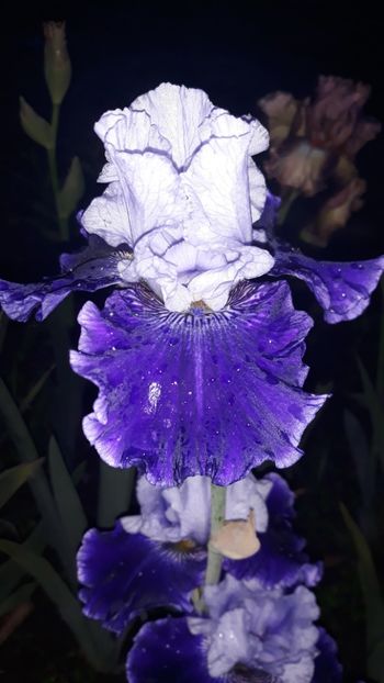  - Iris