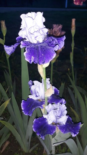  - Iris