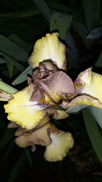  - Iris