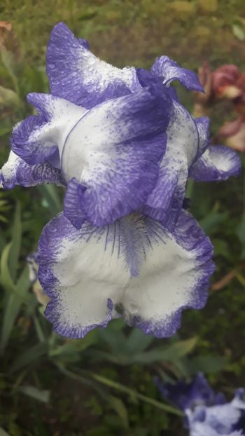 - Iris