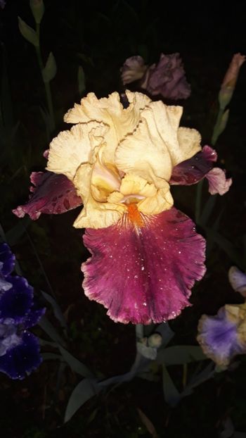  - Iris