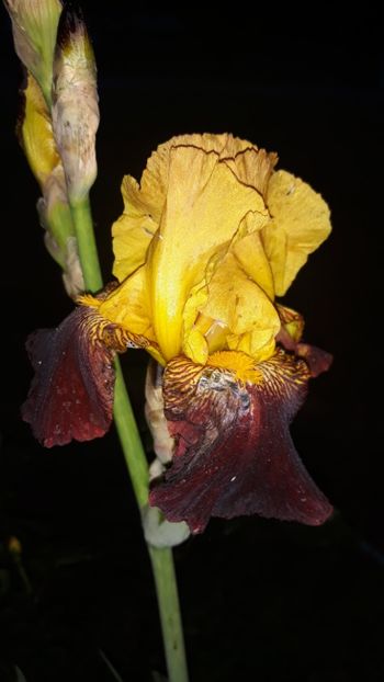  - Iris