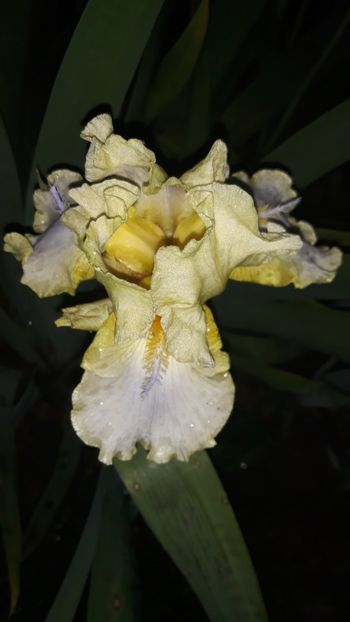  - Iris