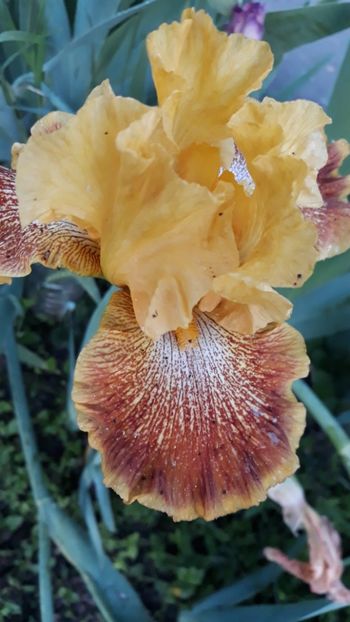  - Iris