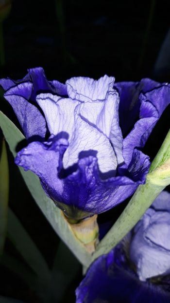  - Iris