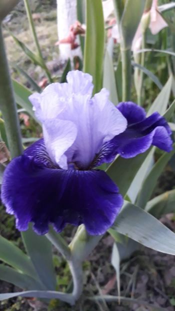  - Iris