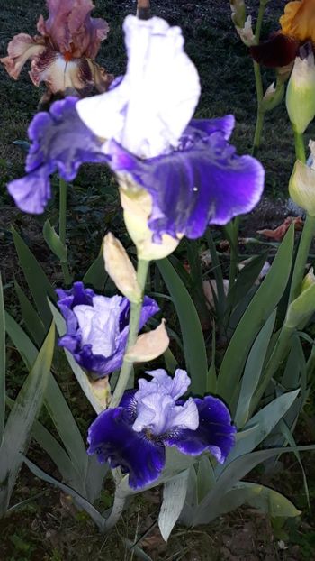  - Iris